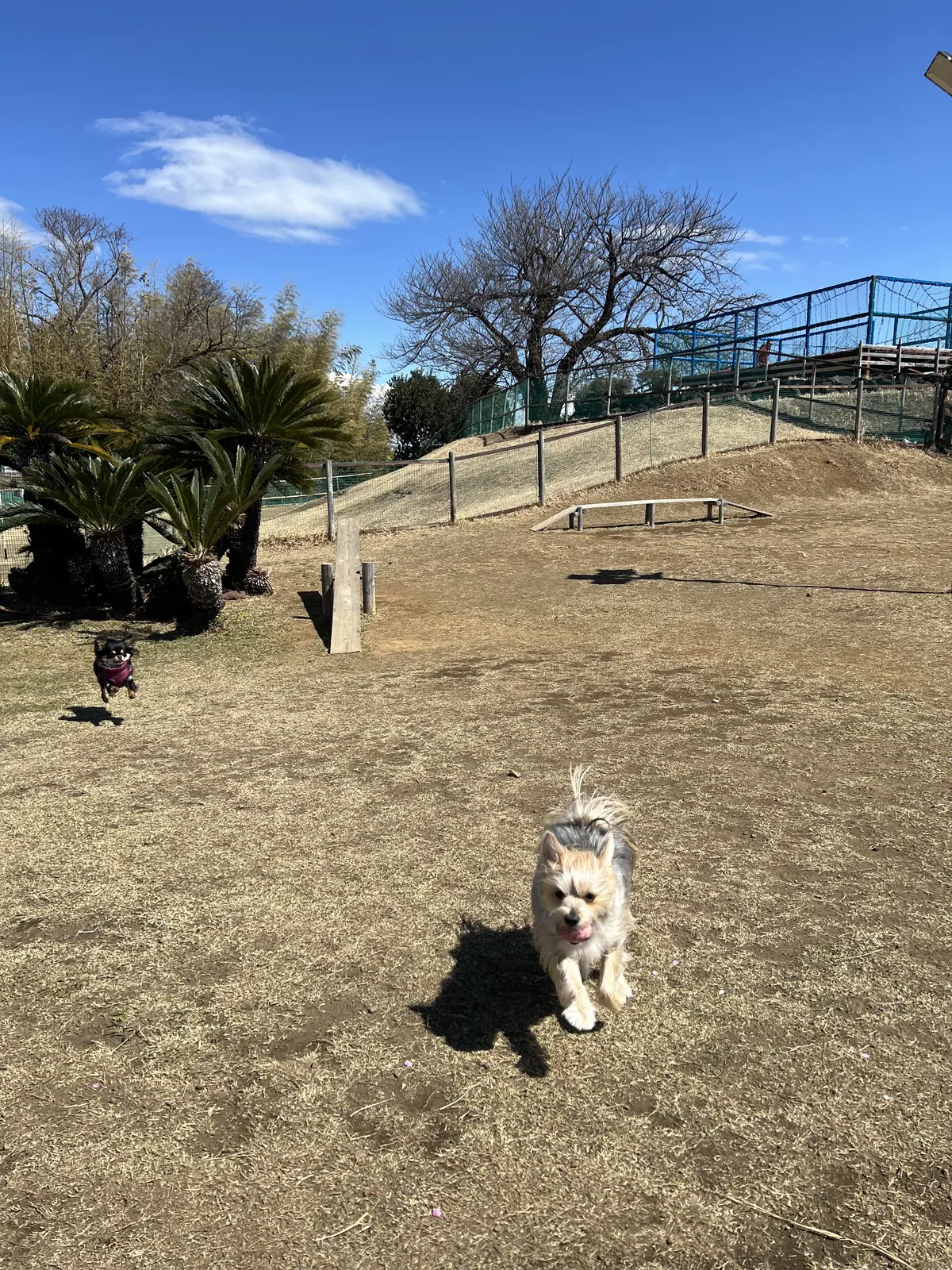 公園内にはドッグランも！