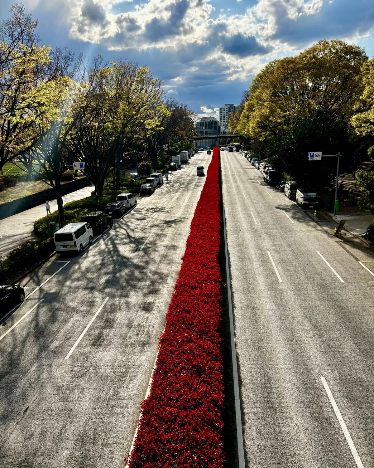 都道413号の新葉が赤色に染まる植栽①