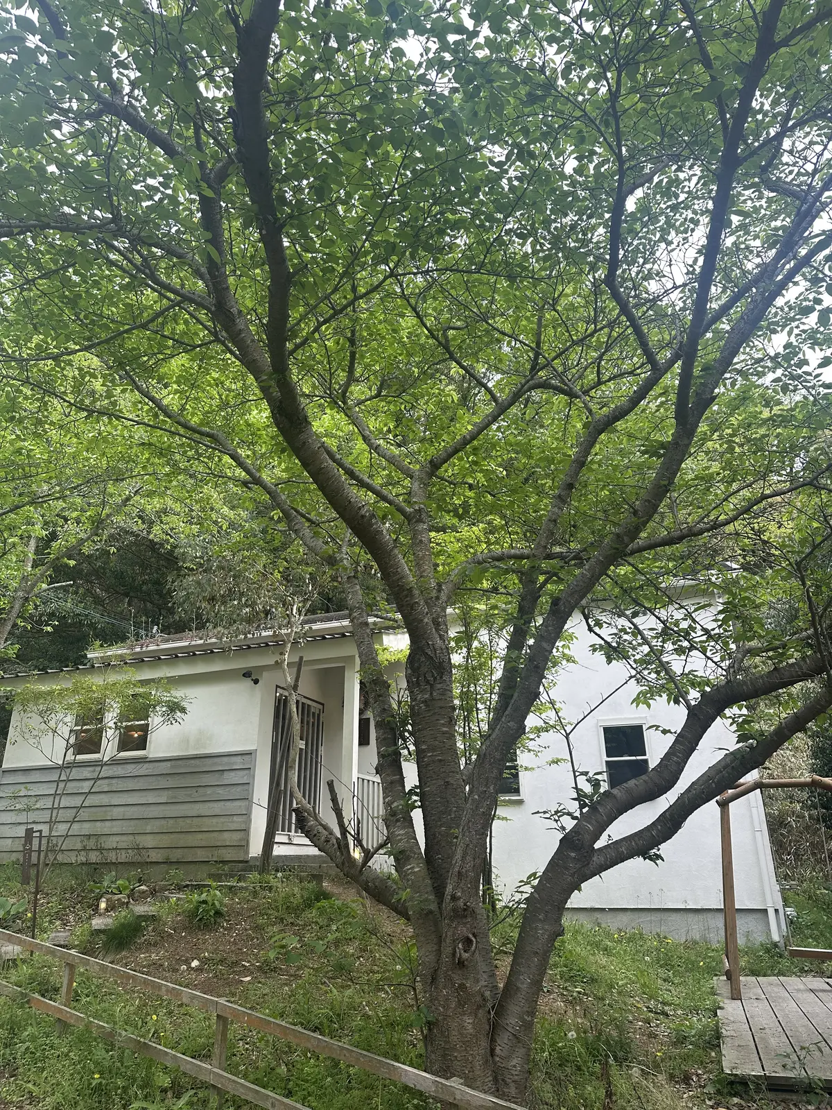 今年も淡路へ！カレンデュラ収穫の旅を満喫の画像_12