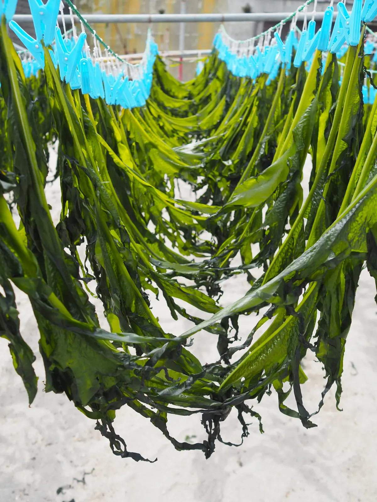 鎌倉、海の近く。桜と浜辺とパン屋さんへ朝の画像_12