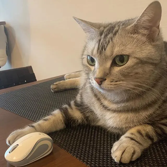 在宅ワーク中のアラン