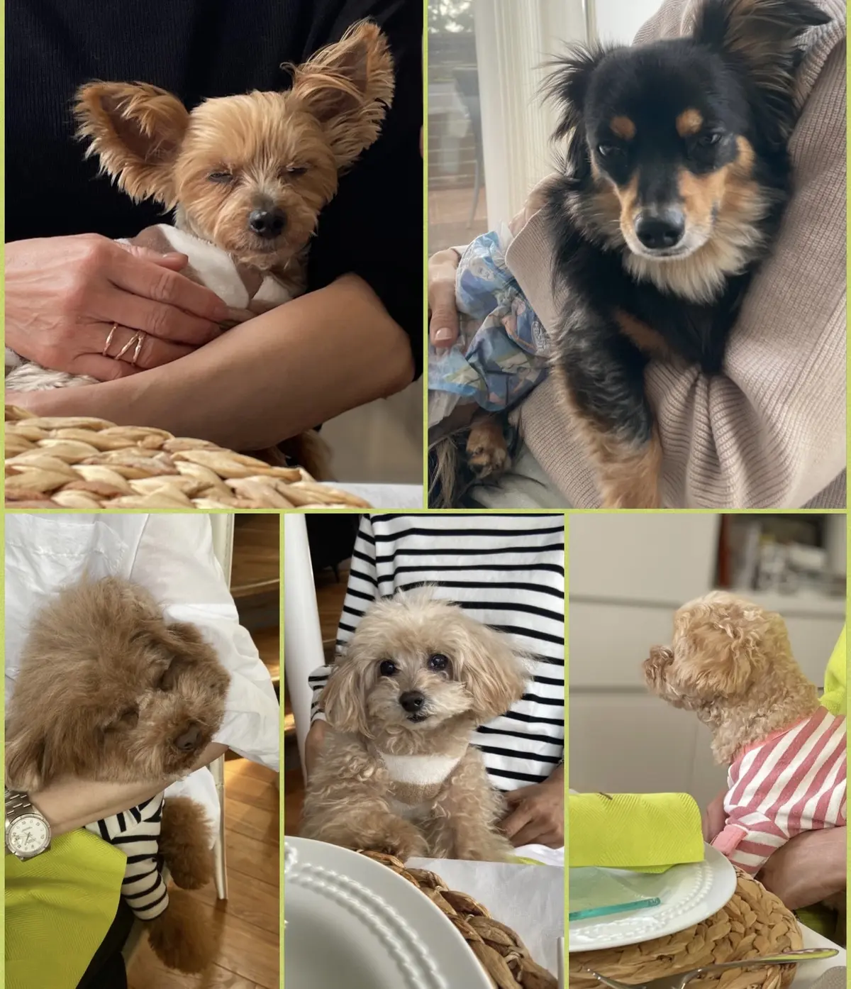 ミモザテーブルで華組ワンコ部ランチの画像_2