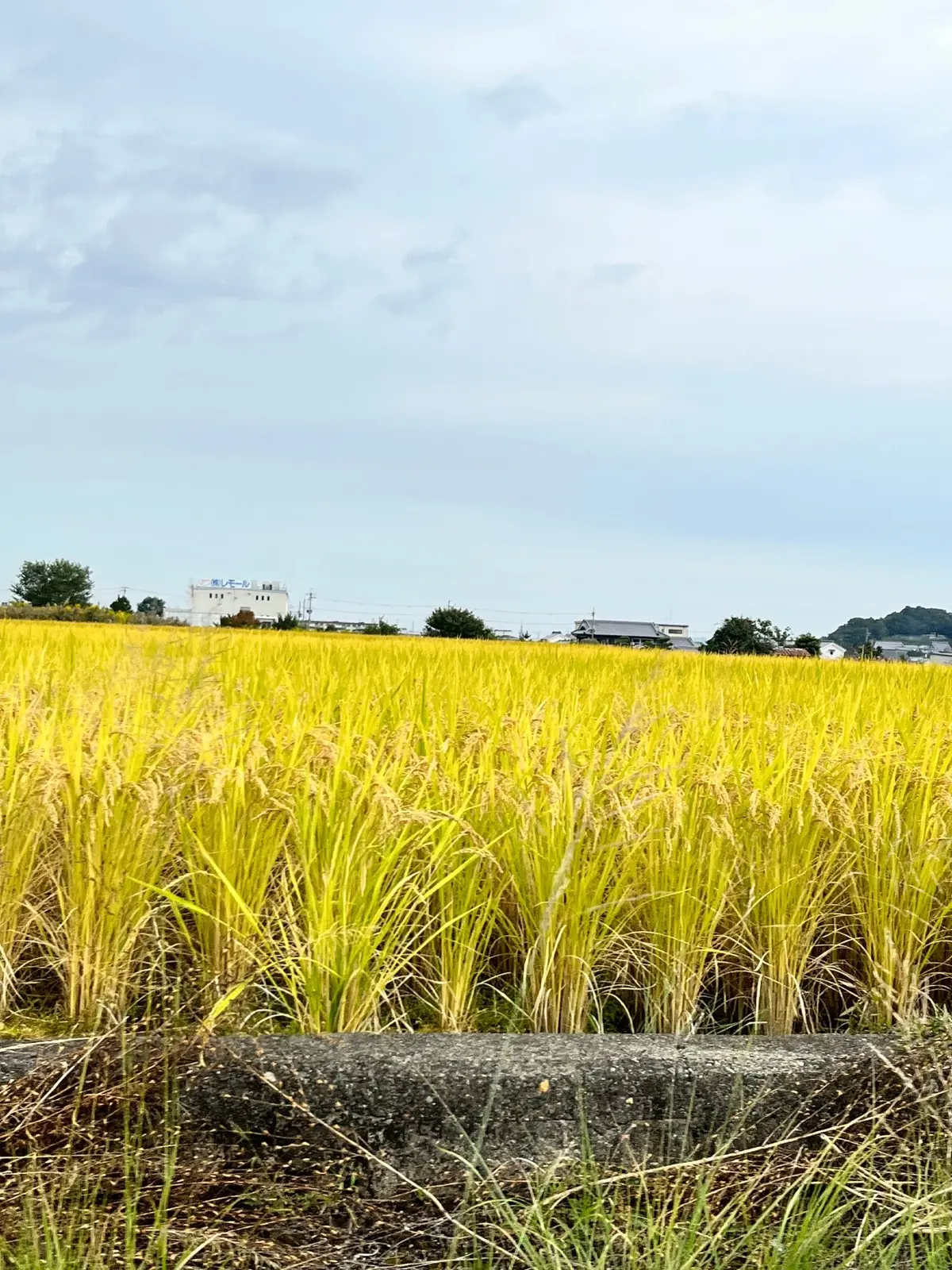 黄金色の稲穂が秋を感じます