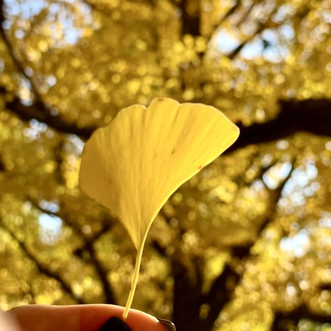 外苑前の銀杏並木