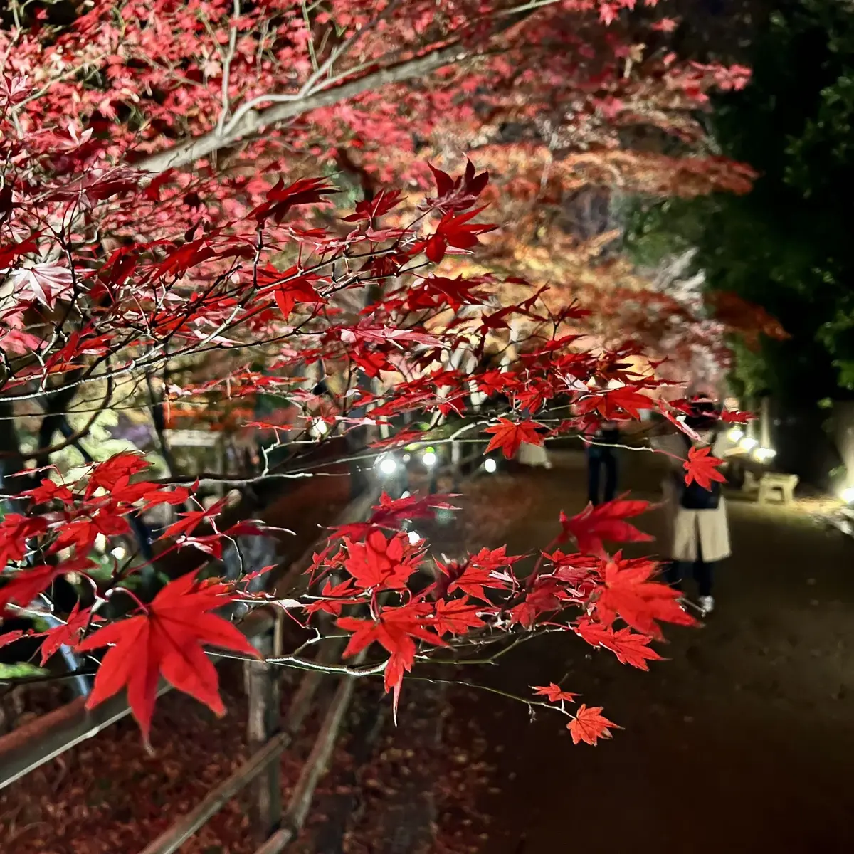北野天満宮「もみじ苑」