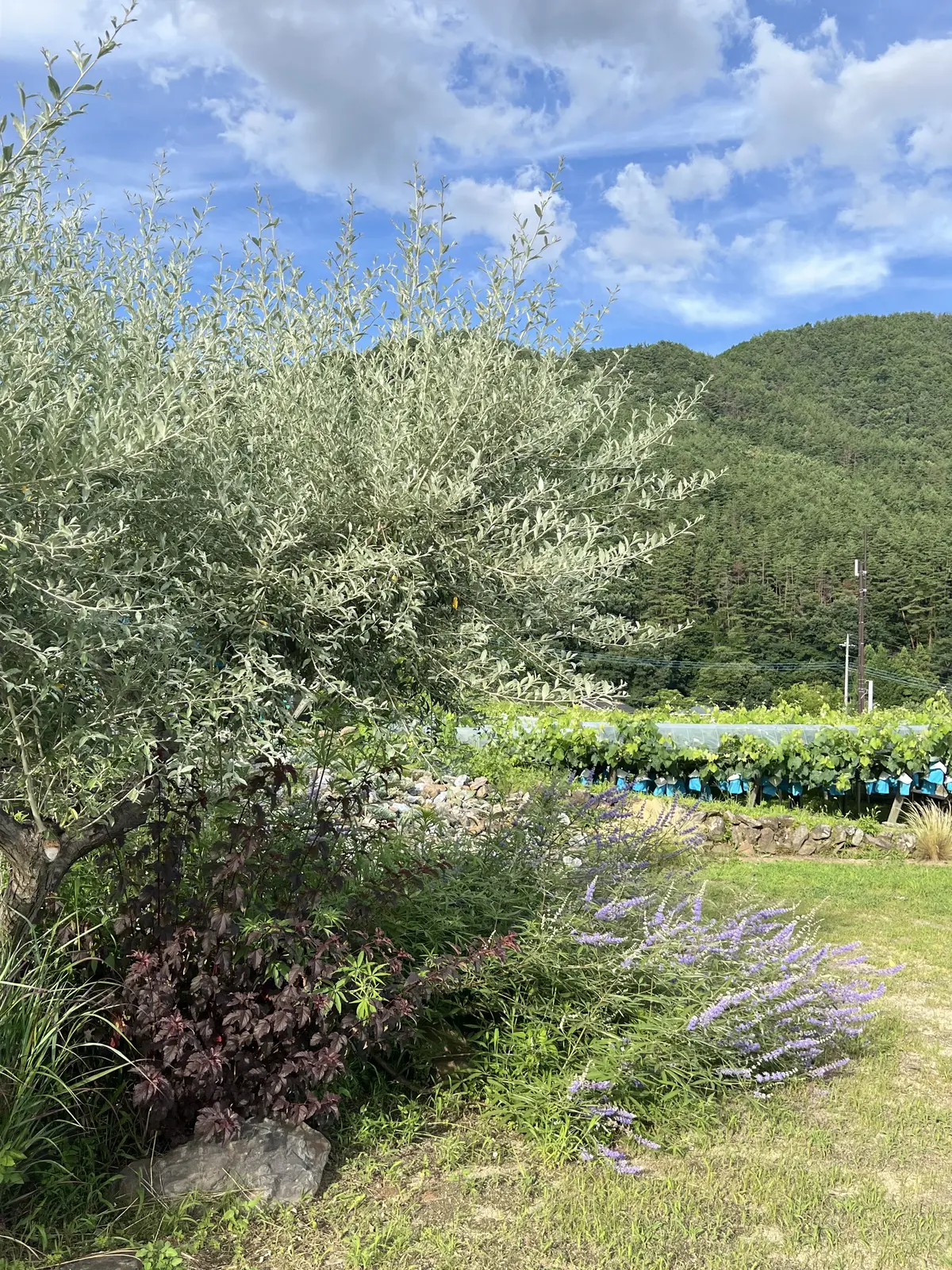 素敵なワインツーリズム体験＠98WINEの画像_17