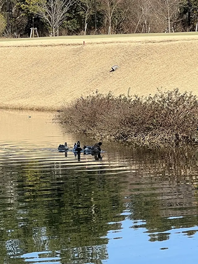 鳥さんたちもこんにちは〜！