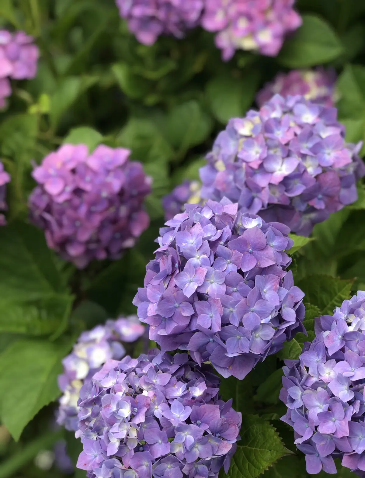 涼しい細見え白トップスがお気に入り♪の画像_4