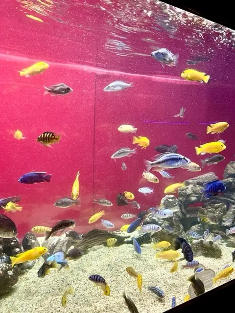 カピバラにえさやり体験♡カワスイへの画像_4