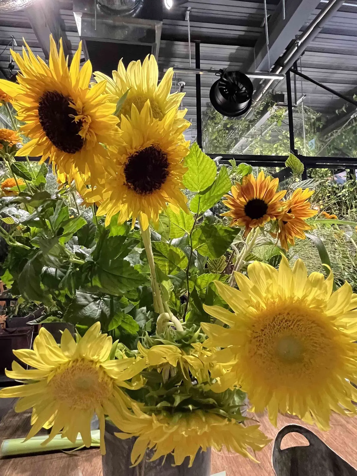 青山でヒマワリを楽しむの画像_5