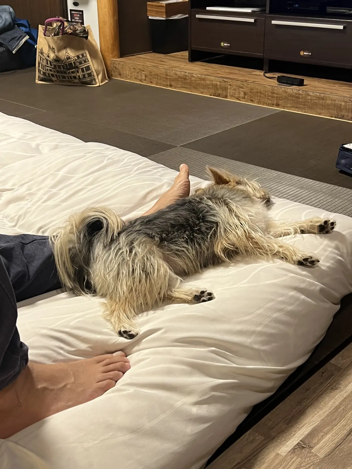 遊び疲れてバタンキューのゾーイちゃん