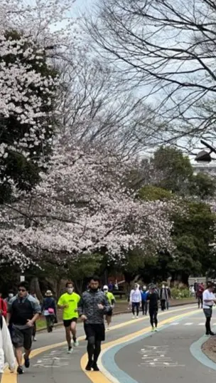満開の桜　駒沢オリンピック公園の画像_1