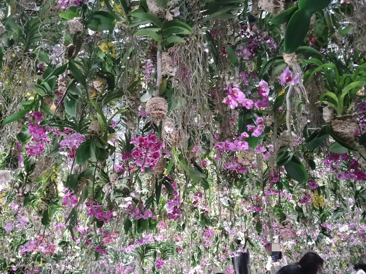 チームラボプラネッツ