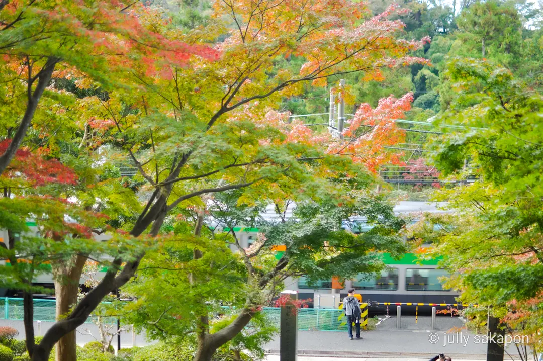 【さかぽんの冒険】フライング紅葉狩り@北の画像_10