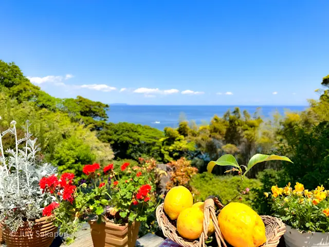 【さかぽんの冒険】海からの風香るレモン狩の画像_9