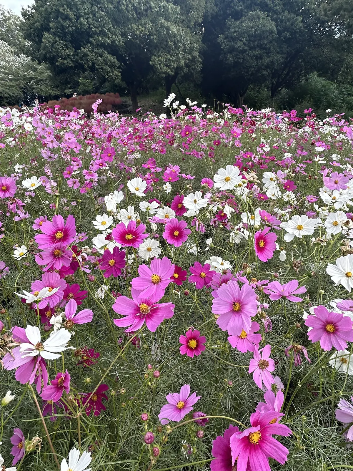 秋空とコスモスの丘✨の画像_2