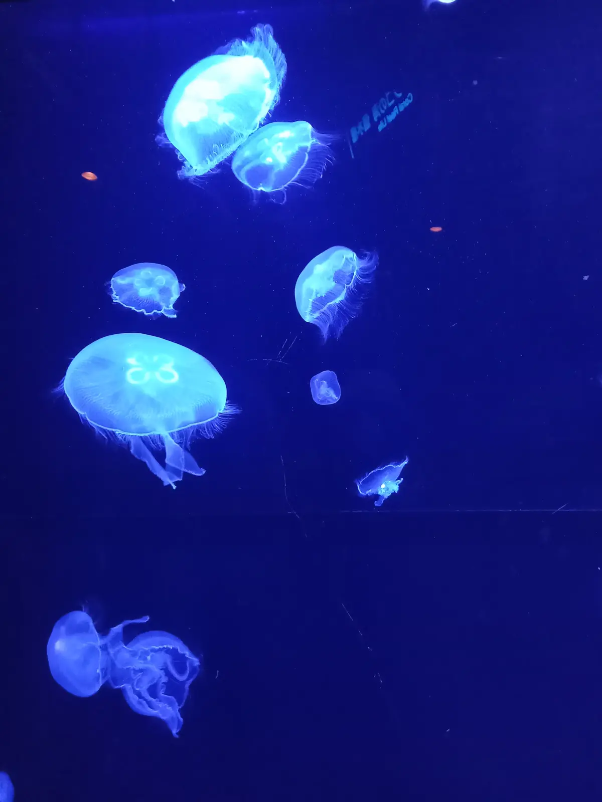 【沖縄】大人の修学旅行♡王道スポット＆沖の画像_12