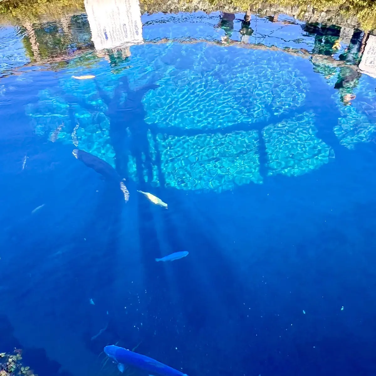 忍野八海「中池」