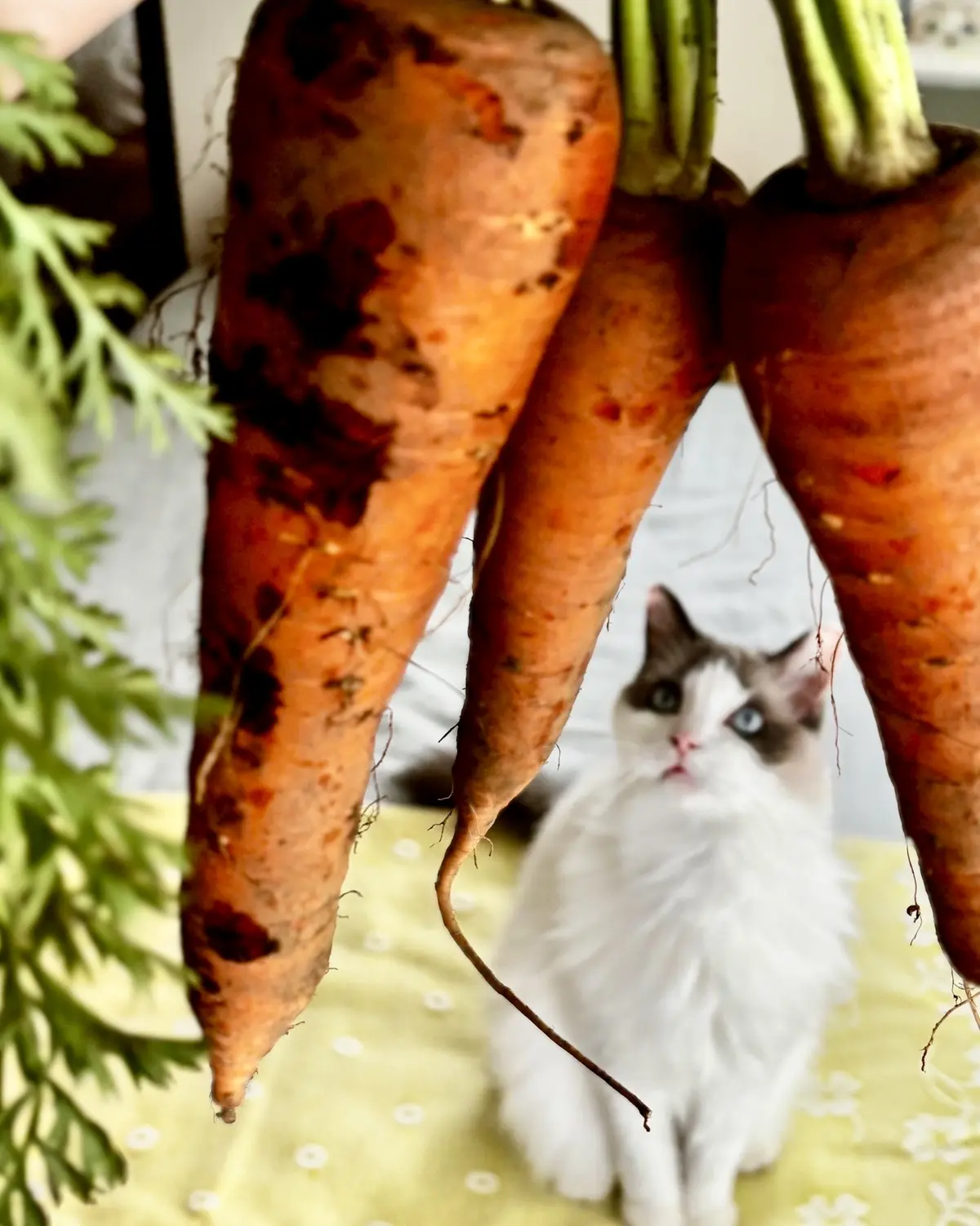 土付き人参と猫（上の子）