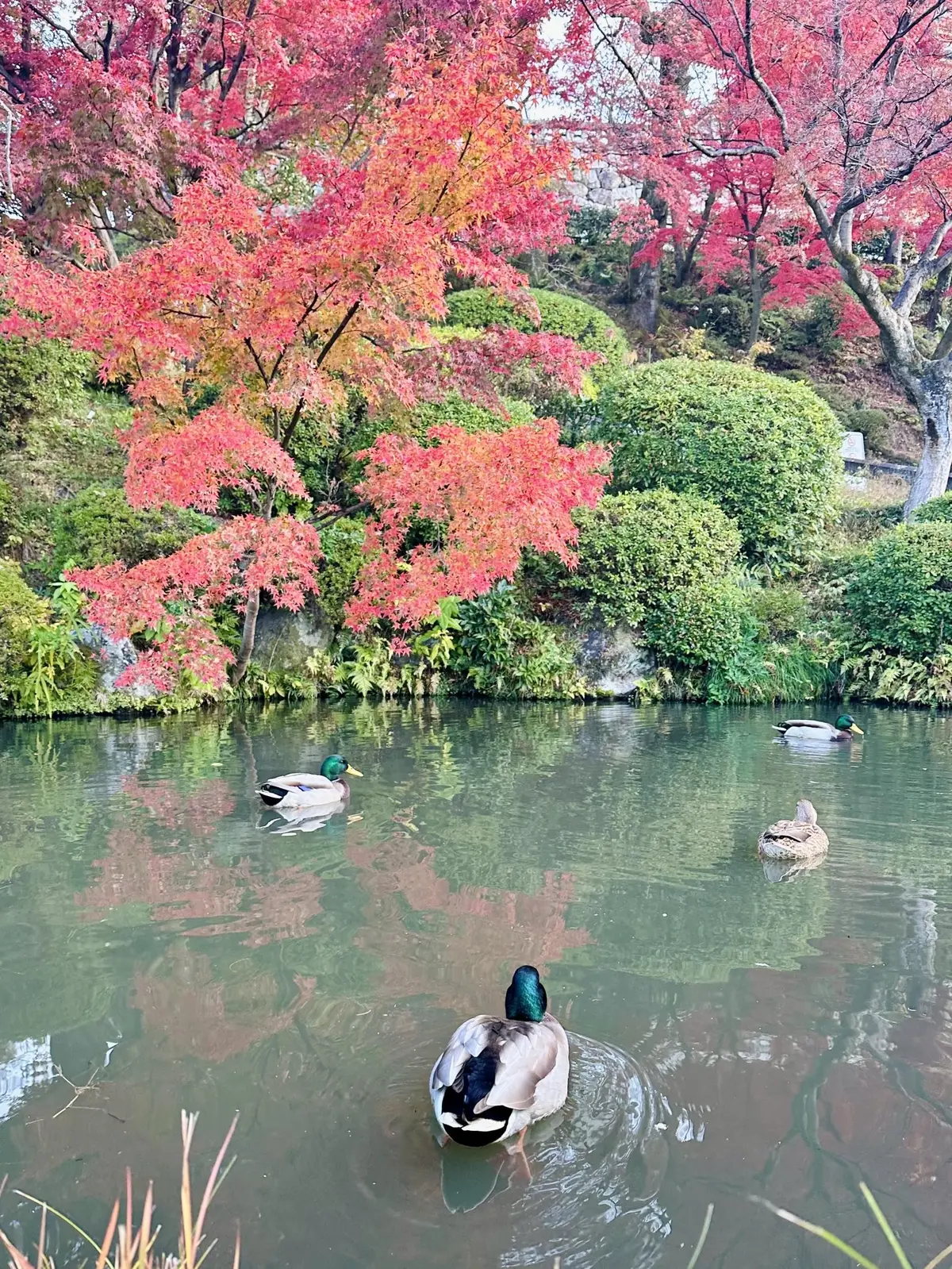 ずっと眺めていたくなる♡美しい京都紅葉2の画像_5