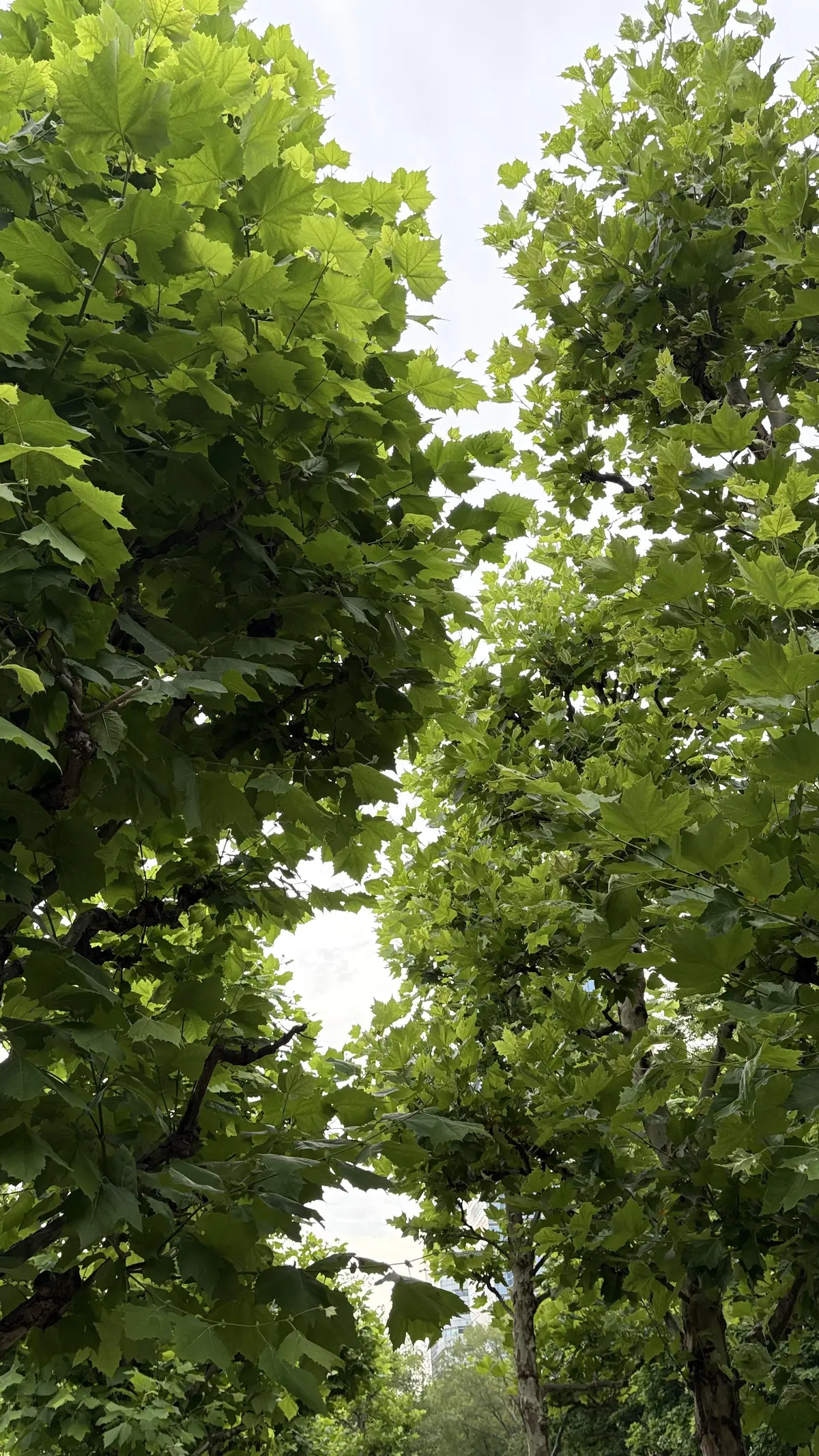 50代のZARA×GU夏コーデの画像_1