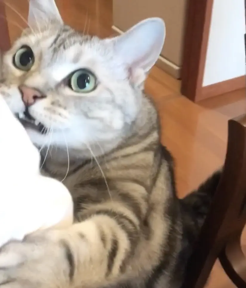 ママを呼ぶ変顔アラン