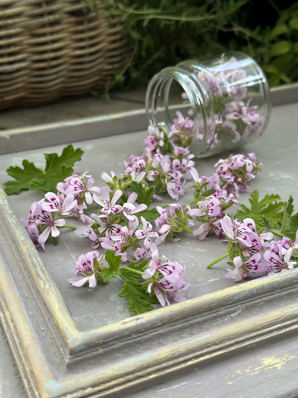 ハーブのある暮らし・・NO HERB Nの画像_10