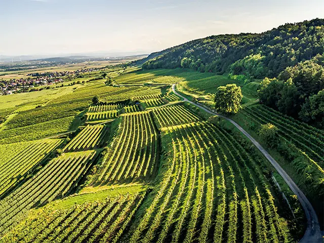 トライゼンタールにある畑。 ブドウはビオロジック栽培　