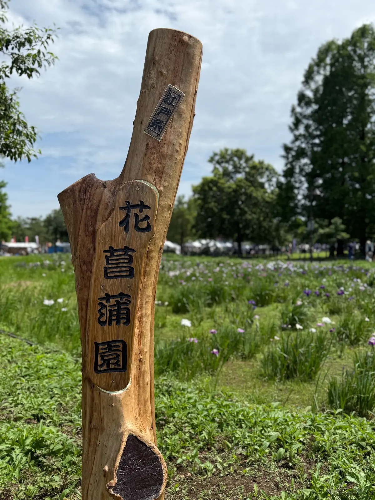 水元公園　花菖蒲園