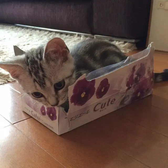 ティッシュ箱に入っているアラン