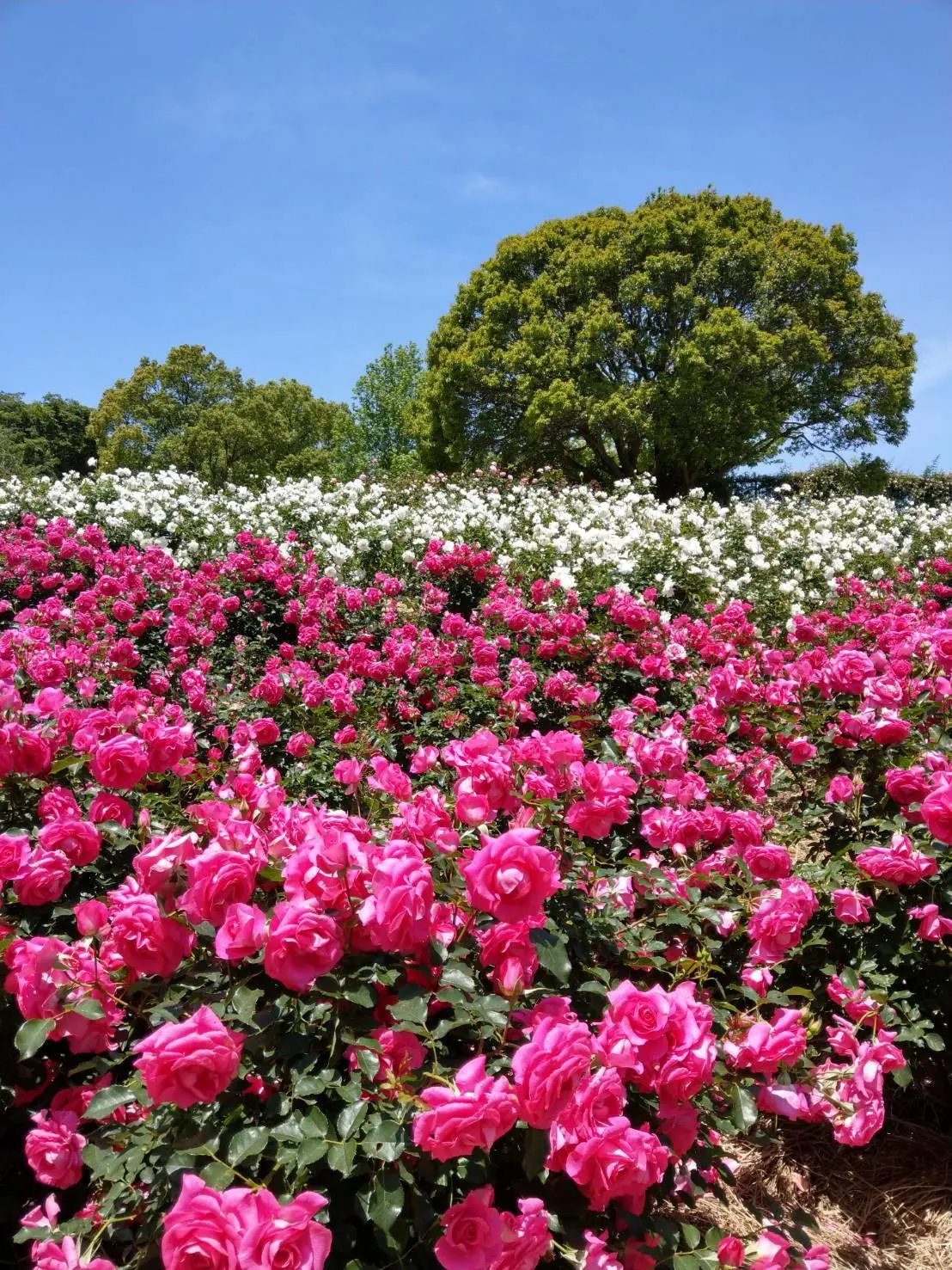 一面に咲くバラ。ここから見る風景が大好きです