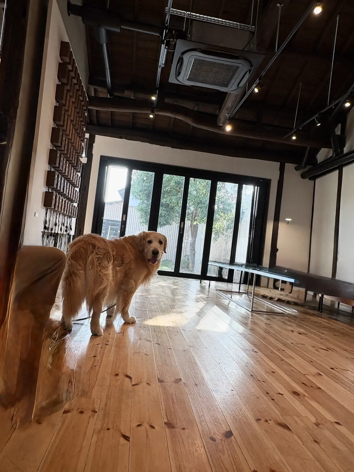 近江八幡さんぽと看板犬がいる「仁之助珈琲の画像_11