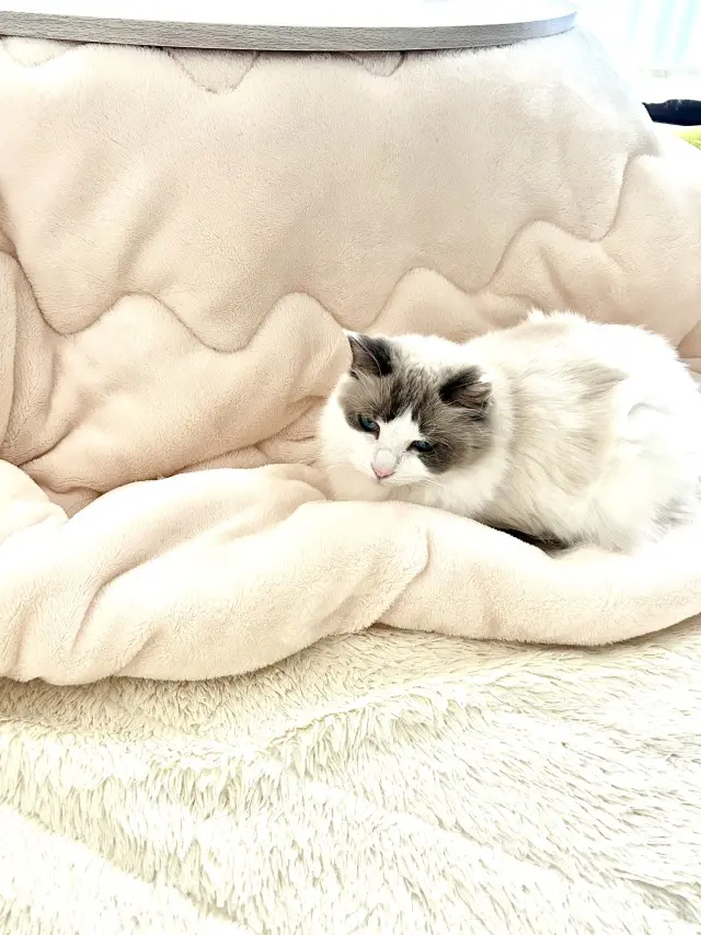 炬燵と猫（上の子?）