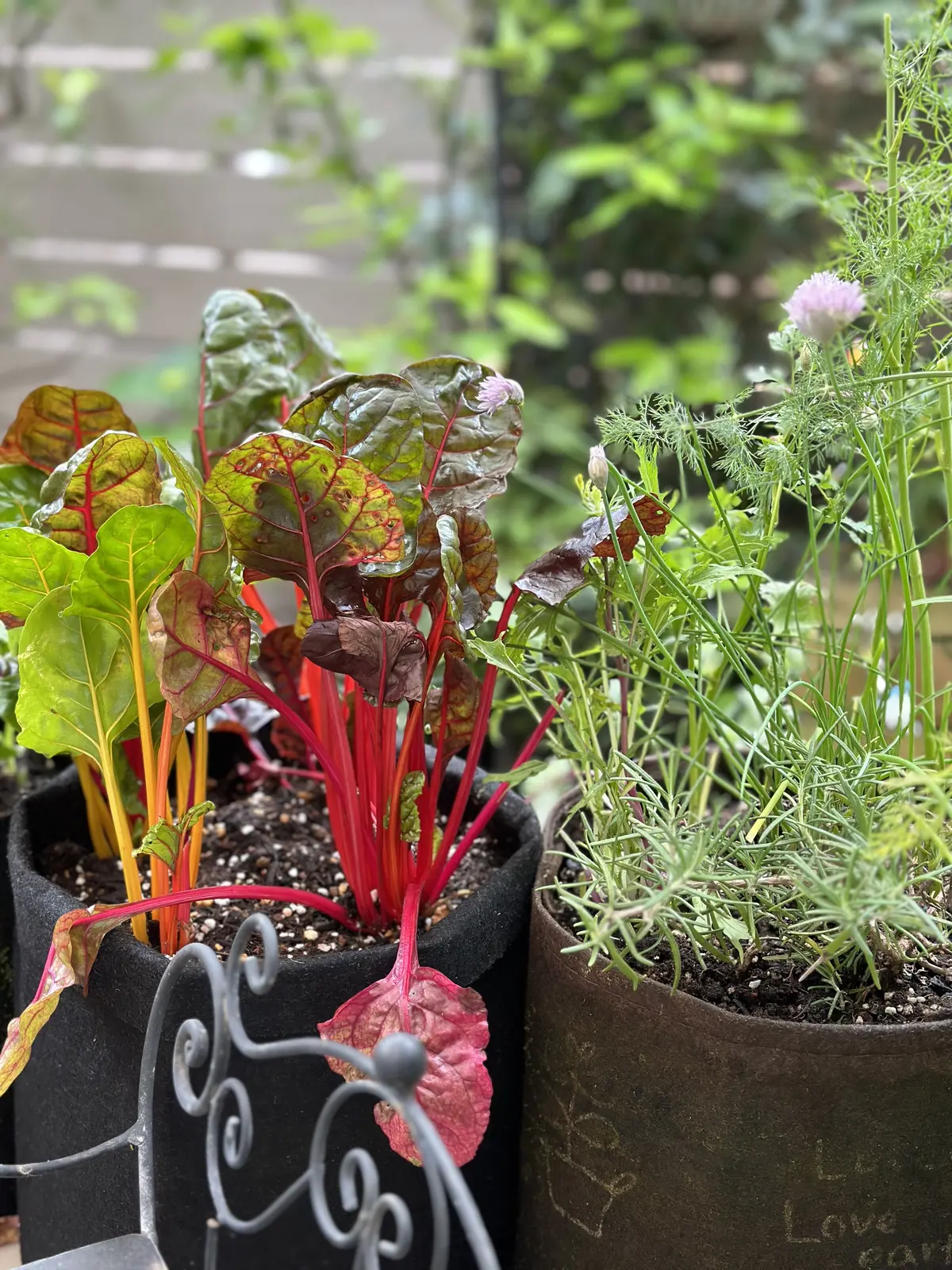 ハーブのある暮らし・・NO HERB Nの画像_12