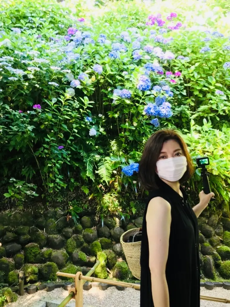 見頃を迎えた紫陽花を求めて鎌倉の2大名所の画像_18