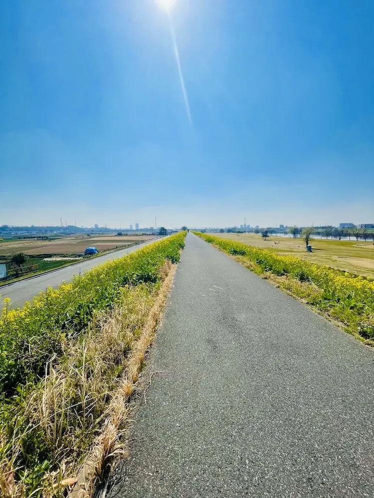 菜の花が満開。