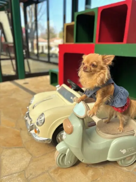 春のおでかけは、お気に入りのGUのワイドの画像_1