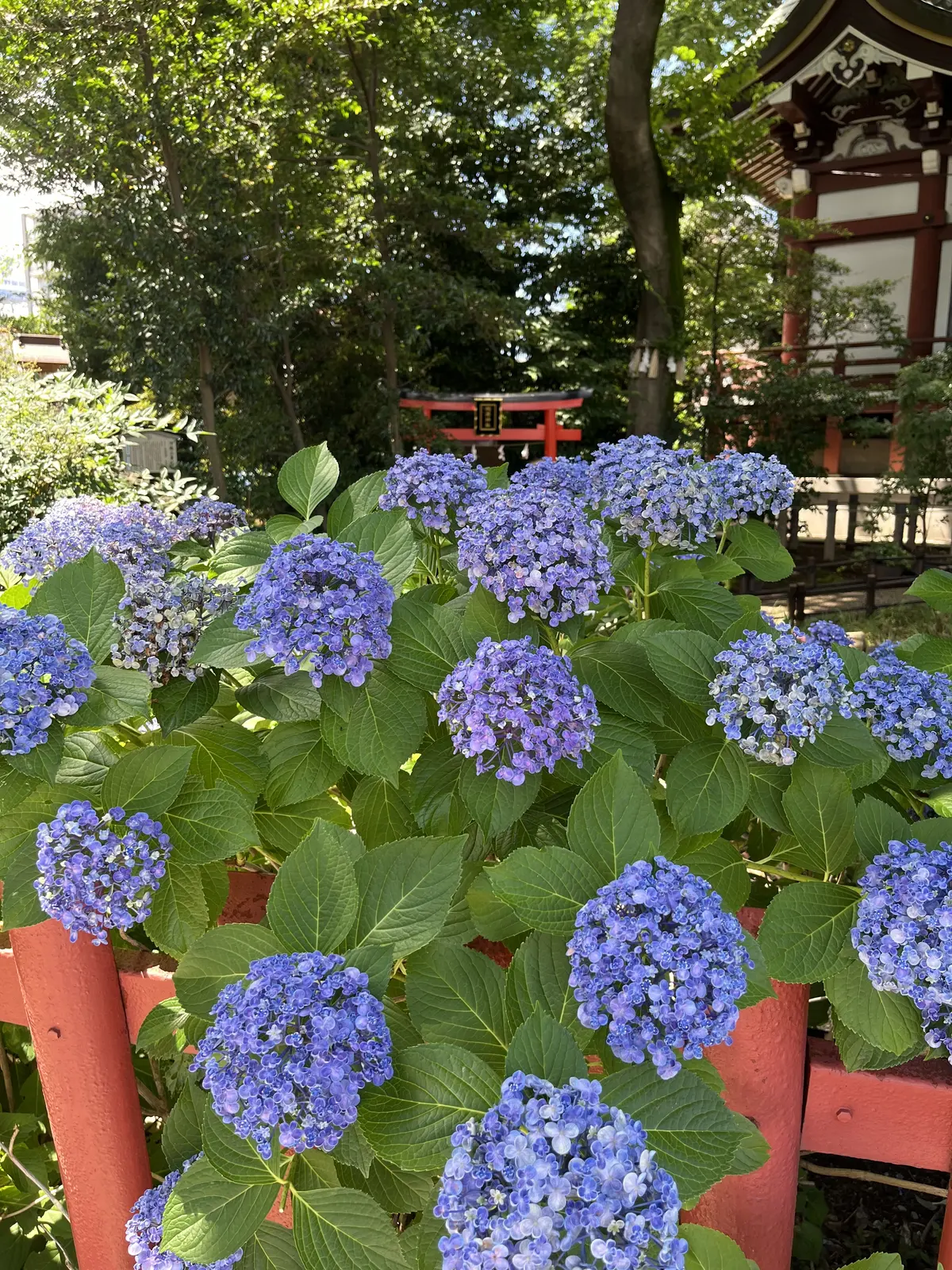 茅の輪くぐりと花手水の画像_3