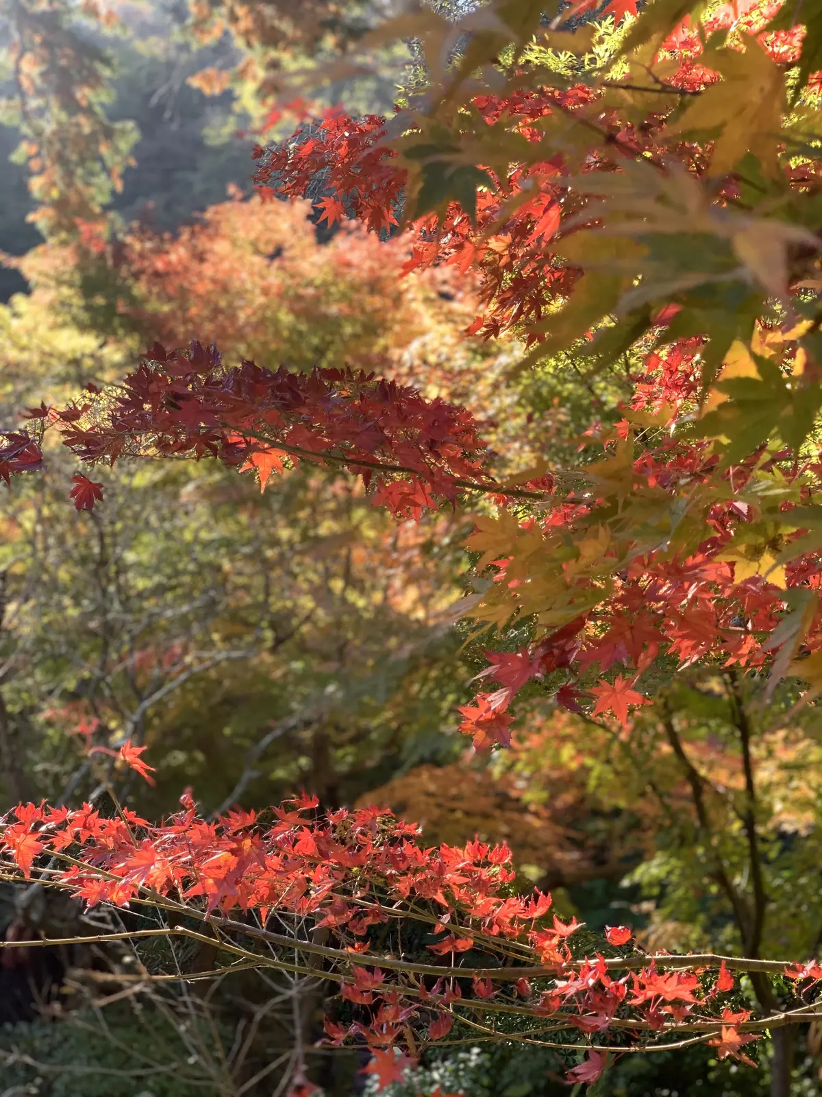【鎌倉の紅葉】一条恵観山荘の紅葉　鎌倉紅の画像_15