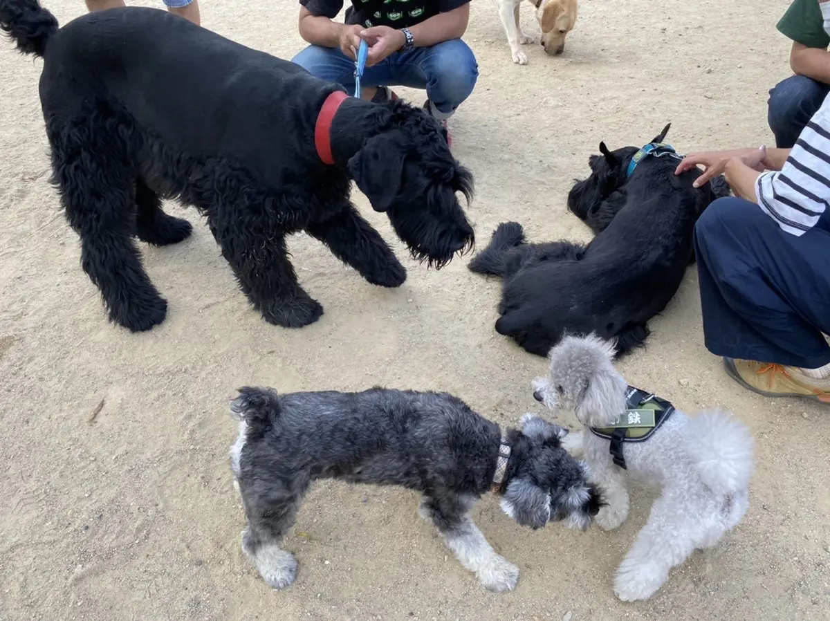 神戸フルーツフラワーパークのドッグランへの画像_3