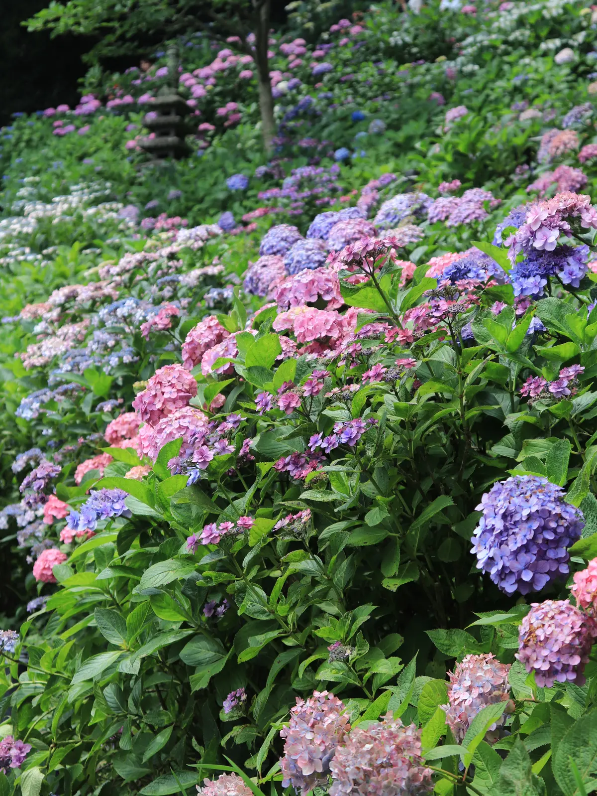 長谷寺　整理券　予約