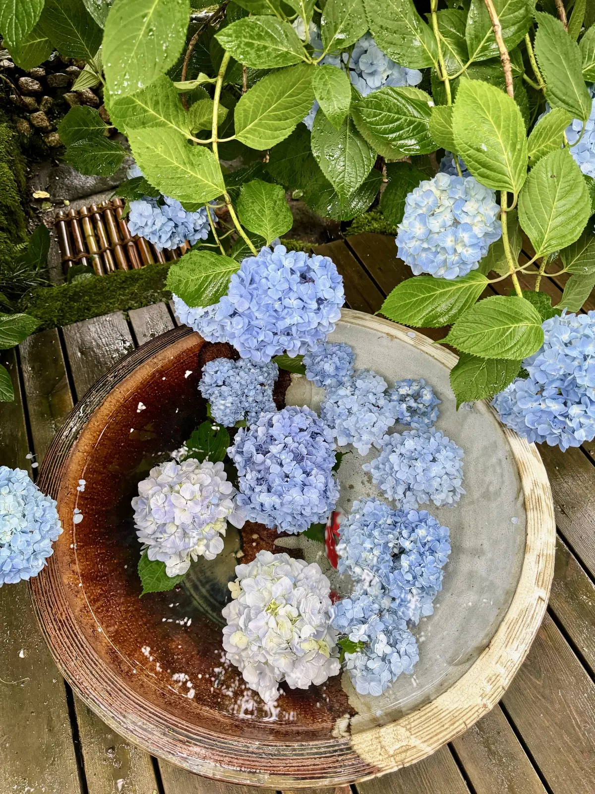 紫陽花の季節、自分で仕立てたお着物で古都の画像_11