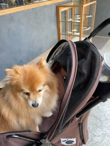 ワンコとべったり一緒に過ごしたGWの画像_16