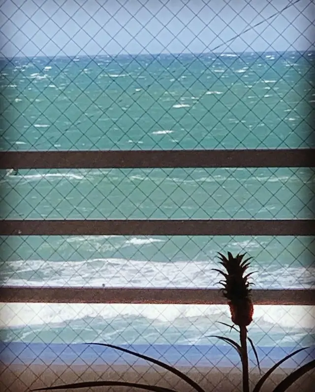 グリーン　インドアグリーン　インテリアグリーン