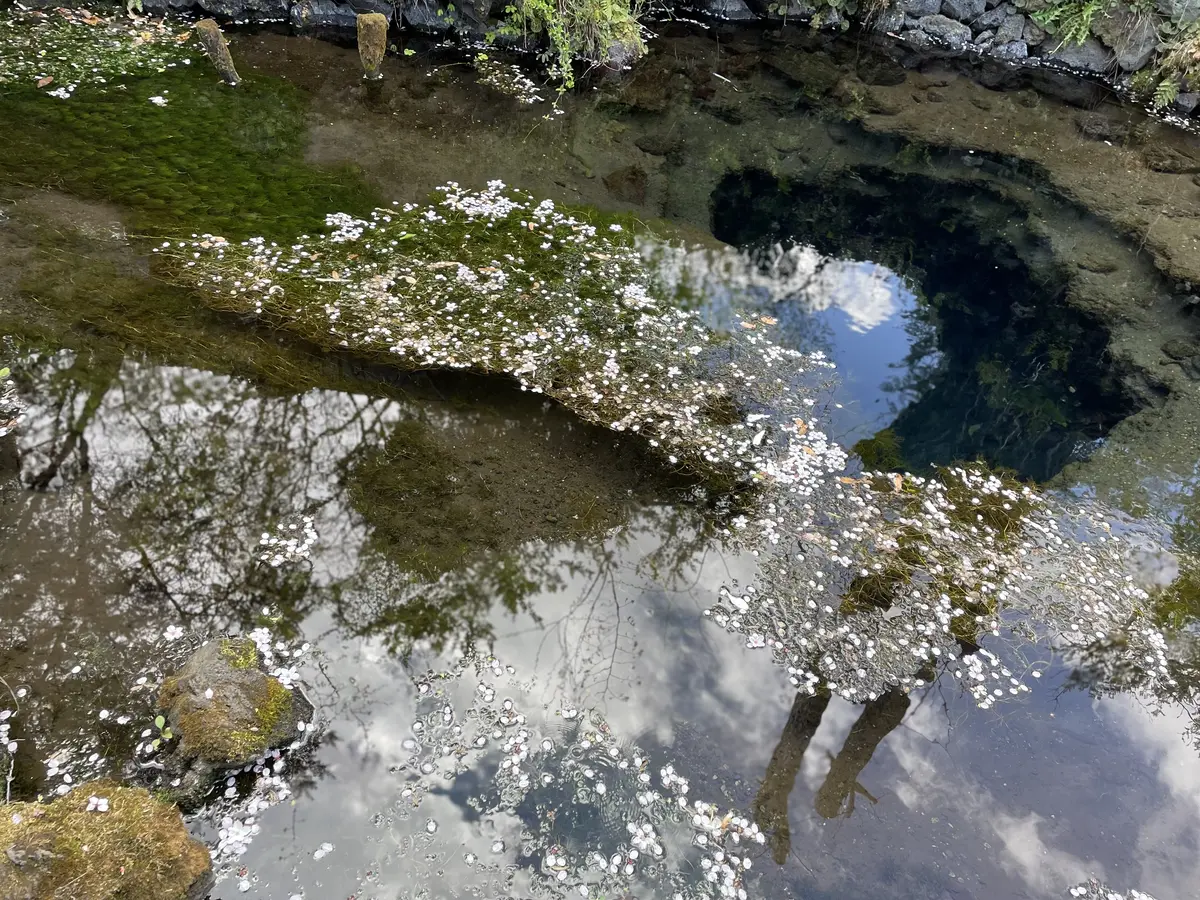 山中湖アラフィー女子旅♡感動の忍野八海編の画像_2