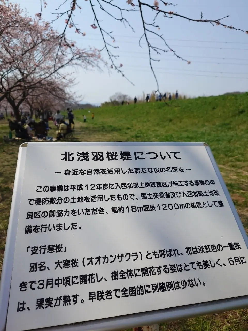 北浅羽桜堤公園