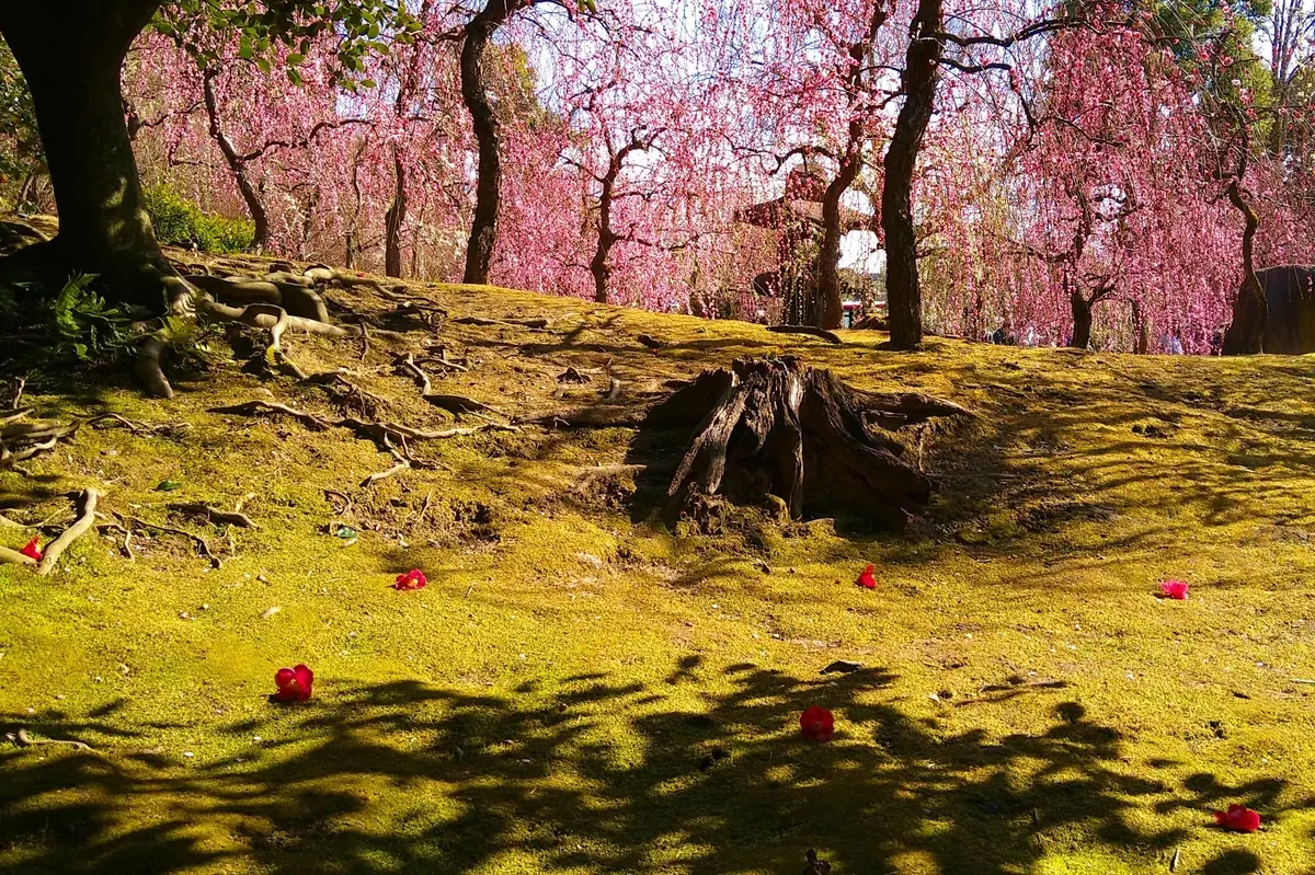 しだれ梅と落ち椿