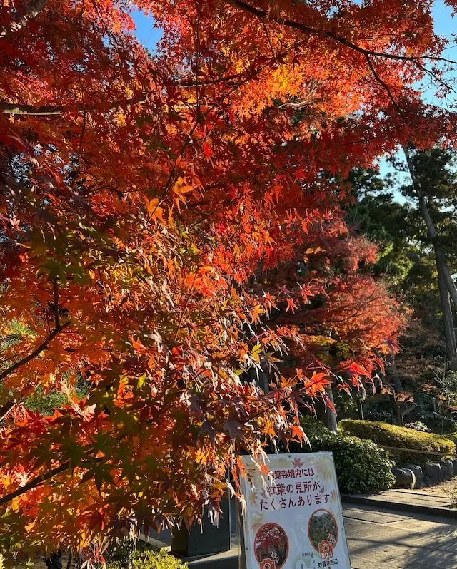 円覚寺　紅葉　北鎌倉