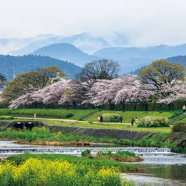 「賀茂川の桜」