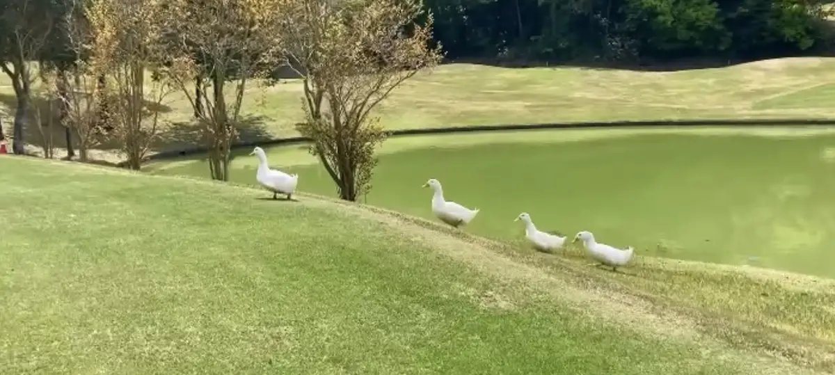 ゴルフ場のアヒルの行進